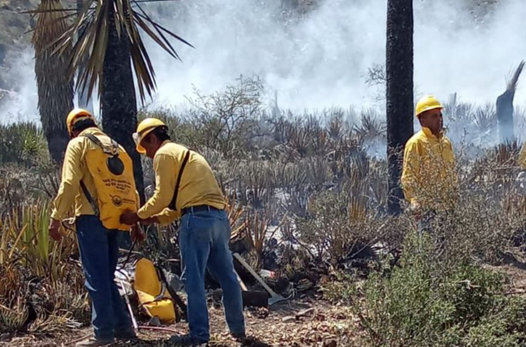 Incendio consume 240 hectáreas en Nuevo León
